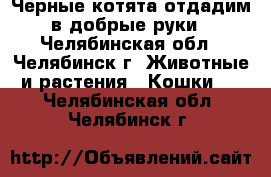 Черные котята отдадим в добрые руки - Челябинская обл., Челябинск г. Животные и растения » Кошки   . Челябинская обл.,Челябинск г.